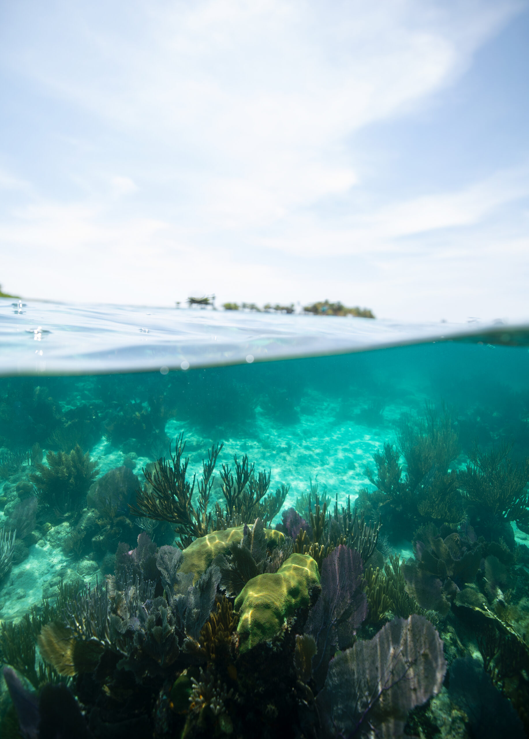 Laughing-Bird-caye_51A8732