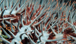 crown of thorns