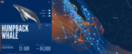 humpback whale corridors