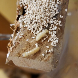 White-termite-fecal-pellets